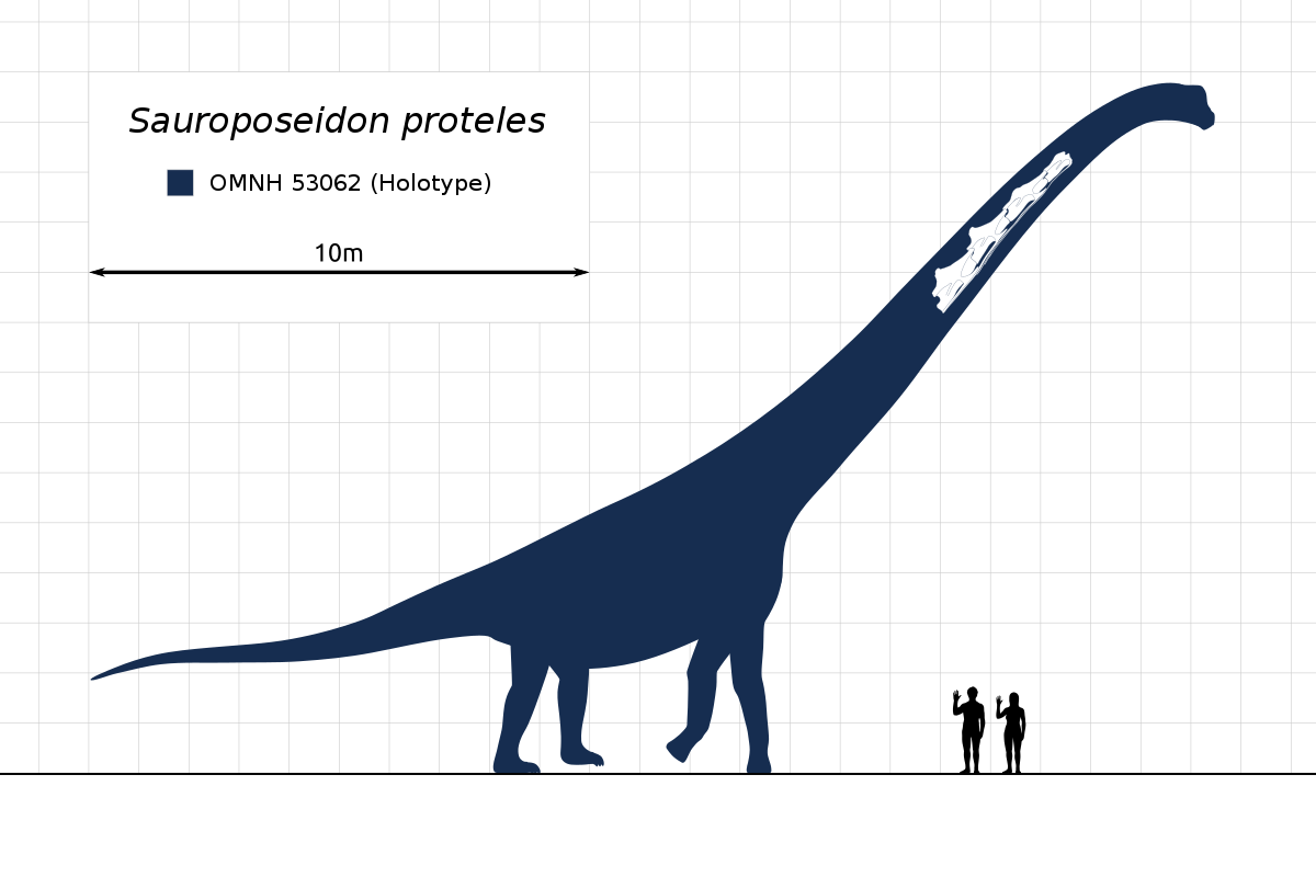 Зауропосейдон динозавр сравнение с человеком