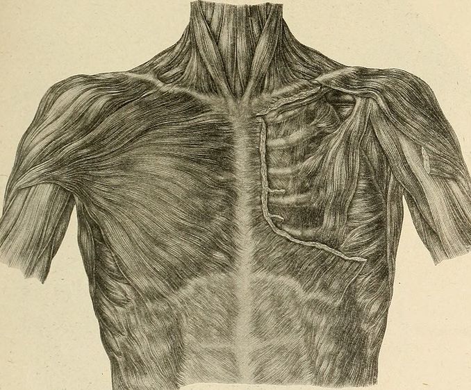 Fascia Hernia