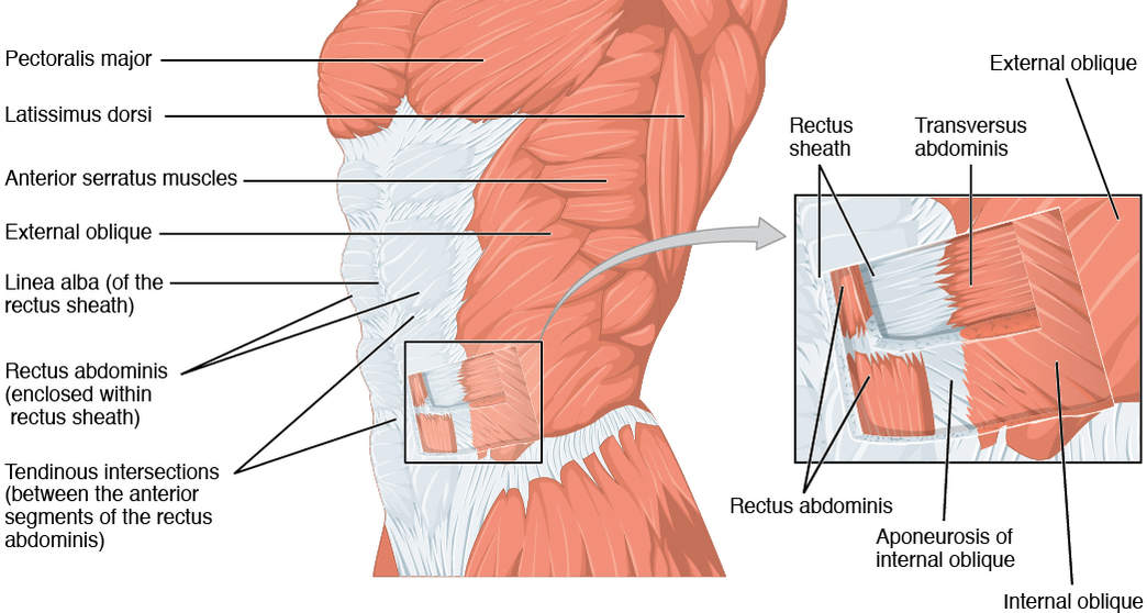 scar-tissue-in-the-abdominal-muscles-while-debilitating-is-ususally-a