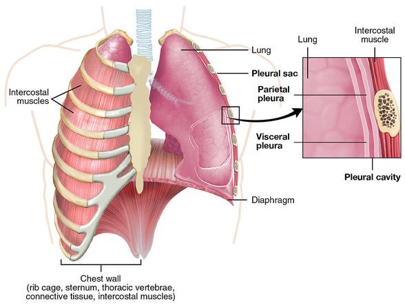 Fascia Diaphragm