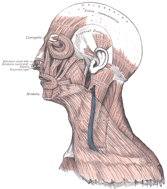 Skull Aponeurosis