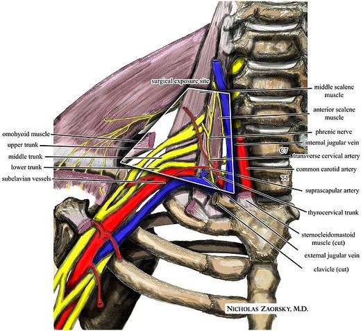 Thoracic Outlet Syndrome Scalene Muscles