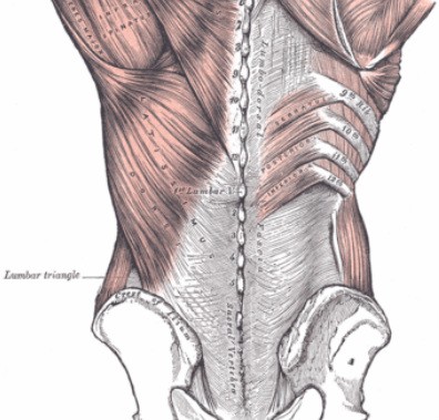 Thoracolumbar Fascia