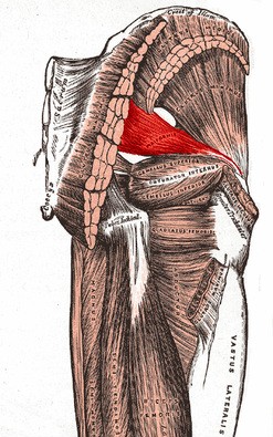 Piriformis Muscle Sciatica