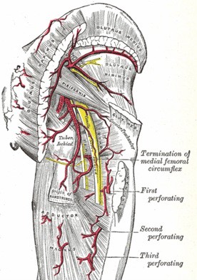 Piriformis Sciatic Nerve