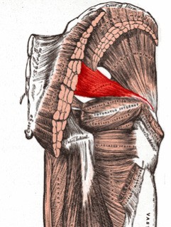 Piriformis Syndrome Pain