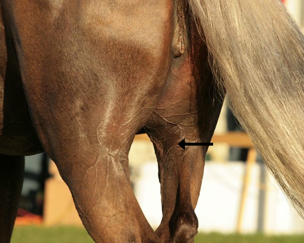 Scar Tissue Horse
