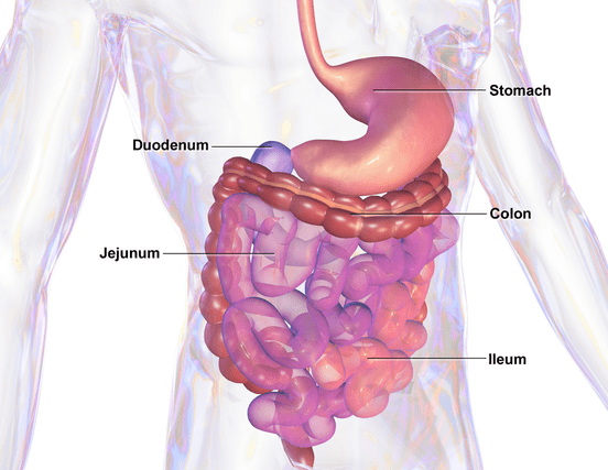 Gut Health Microbiome