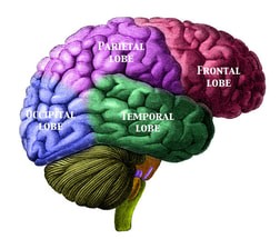 Brain Endocrine Hormonal Immune System