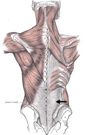 Thoracolumbar Fascia