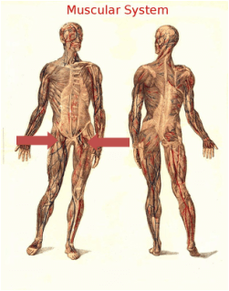 Injuries and Pain in the Hip Flexor Muscle Group