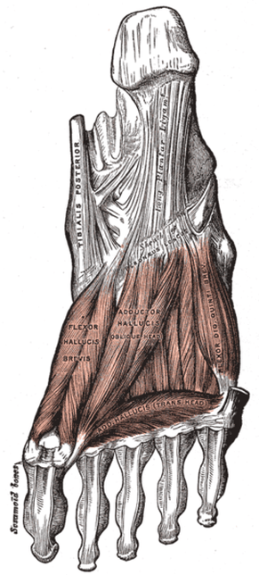 Plantar Fasciitis Plantar Aponeurosis