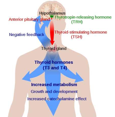 Thyroid