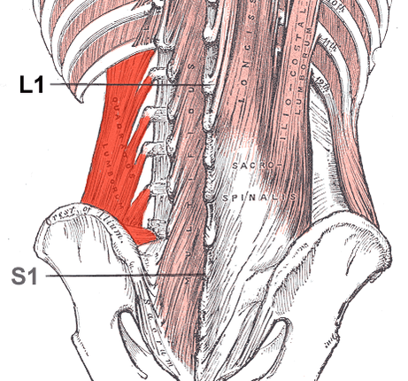 The Thoracolumber Fascia and the 