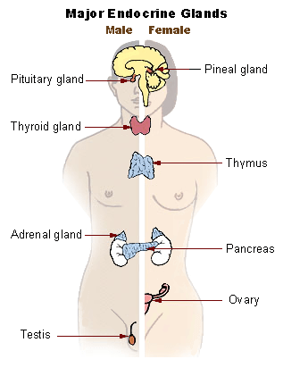 Brain Gut Endocrine System
