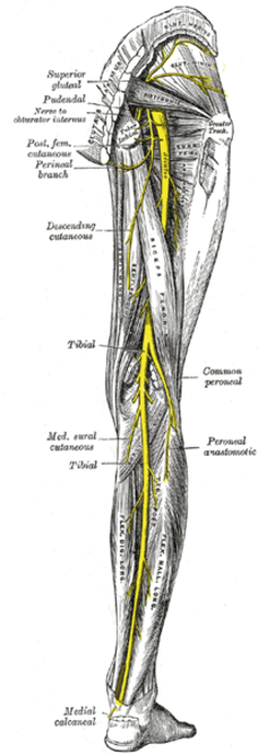 Buttock Pain