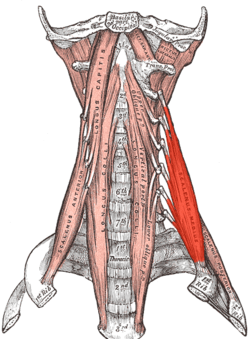 Thoracic Outlet Syndrome (TOS): Are Their Non-Surgical Solutions?