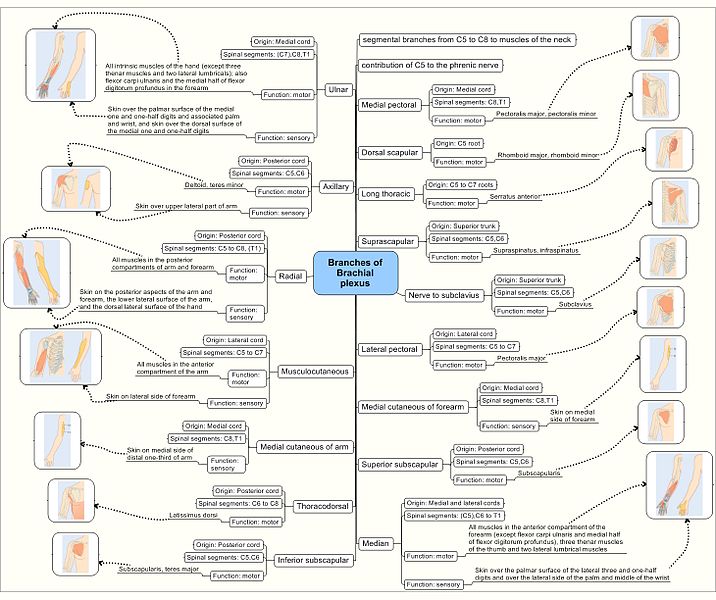 Thoracic Outlet Syndrome Brachial Plexus