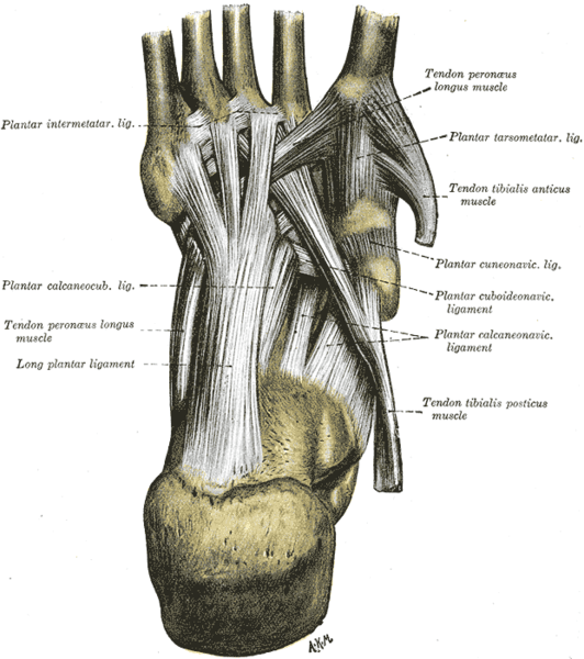 ankle sprain