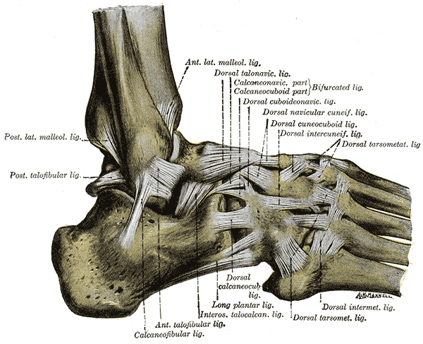 Ankle Ligaments