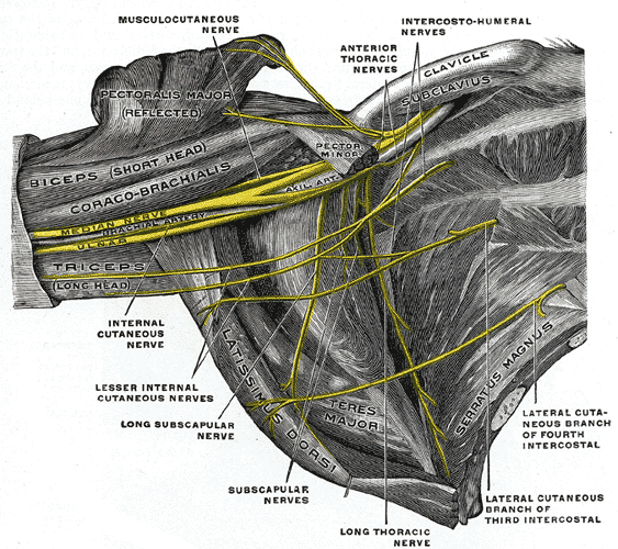 Thoracic Outlet Syndrome Brachial Plexus