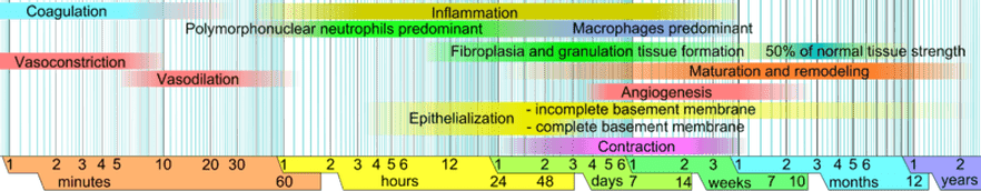 How long does it take for Connective Tissues to heal