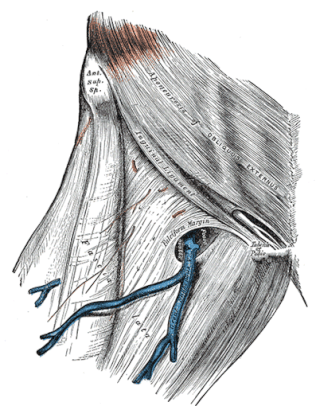 Groin Fascia