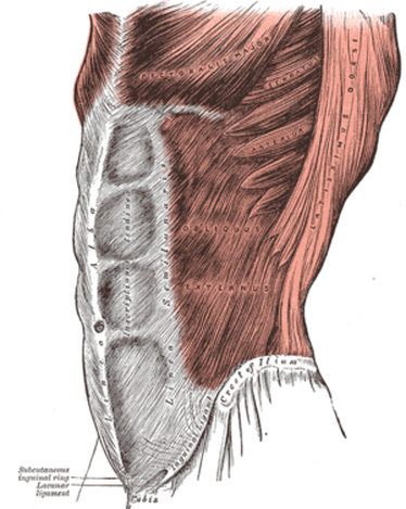 Abdominal Aponeuroisis