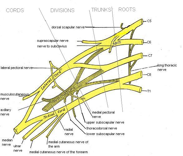 Thoracic Outlet Syndrome Brachial Plexus