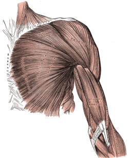 Superficial Muscles of the front shoulder.  Biceps, Pectoral, and Deltoid