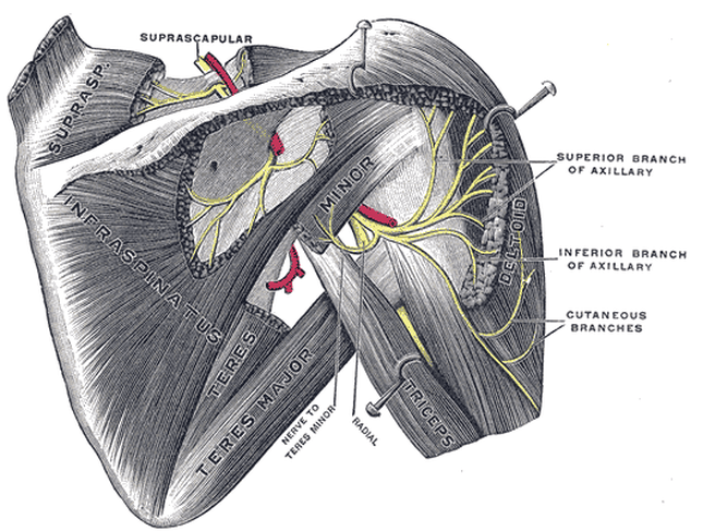 Rotator Cuff Tendinosis