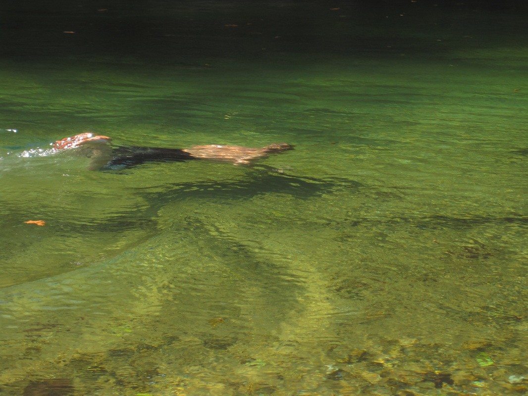 Current River Missouri