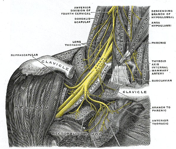 Thoracic Outlet Syndrome Brachial Plexus