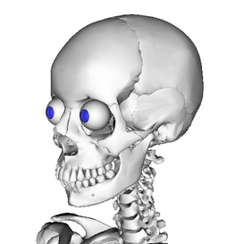 Cervical Restriction Neck Pain