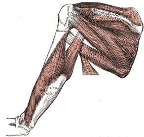 Rear View of the Shoulder / Rotator Cuff