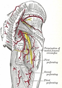 Piriformis Butt Pain