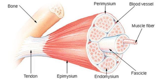 Tubes Within Tubes