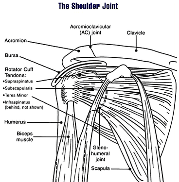 Common Shoulder Problems