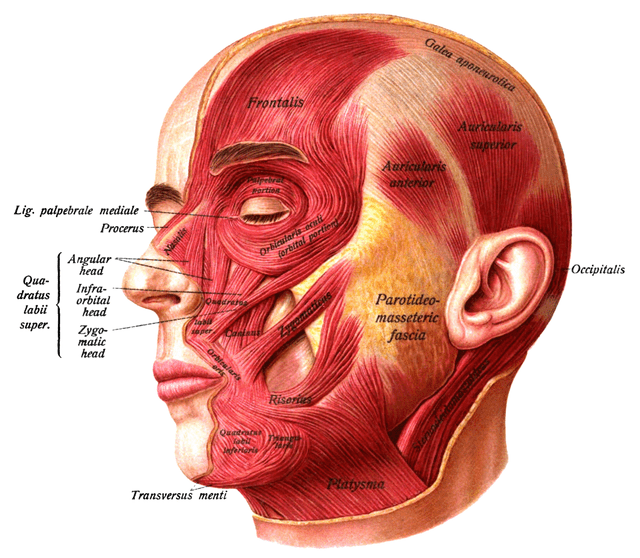 Face Head Pain