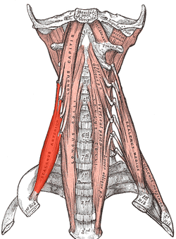 Thoracic Outlet Syndrome Scalene Muscles