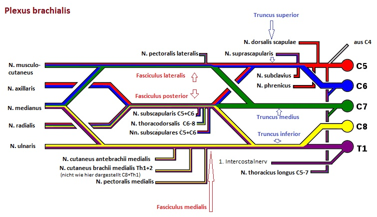 Thoracic Outlet Syndrome Brachial Plexus