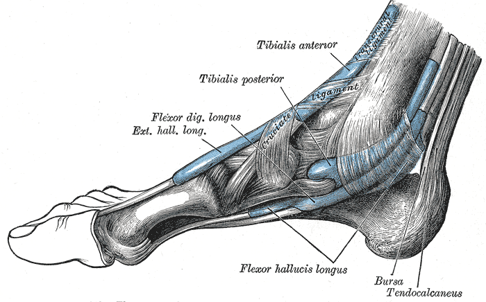 sprained ankle ligament