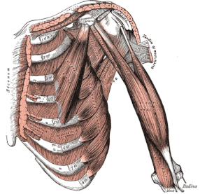 Deep muscles of the front sholder.  Biceps Tendon is prominent