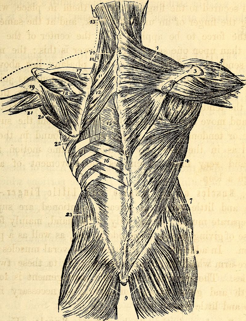 Chronic Low Back Pain as Related to Stretching Injured Thoracolumbar Fascia