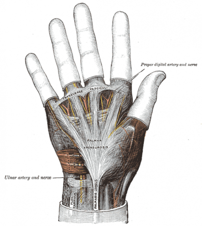 Palmar Aponeurosis