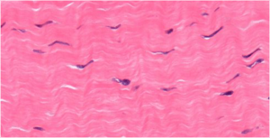 Microscopic Image of Fascia
