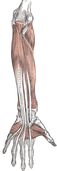 Flexor Tendinosis or the Forearm and Wrist