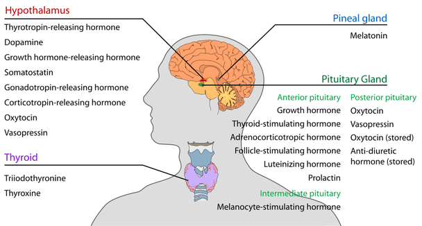 Brain Endocrine Hormonal Immune System