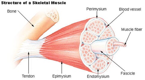 Pulled Muscle