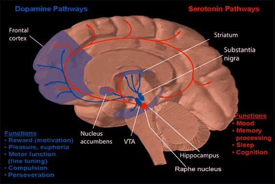 Serotonin Depression